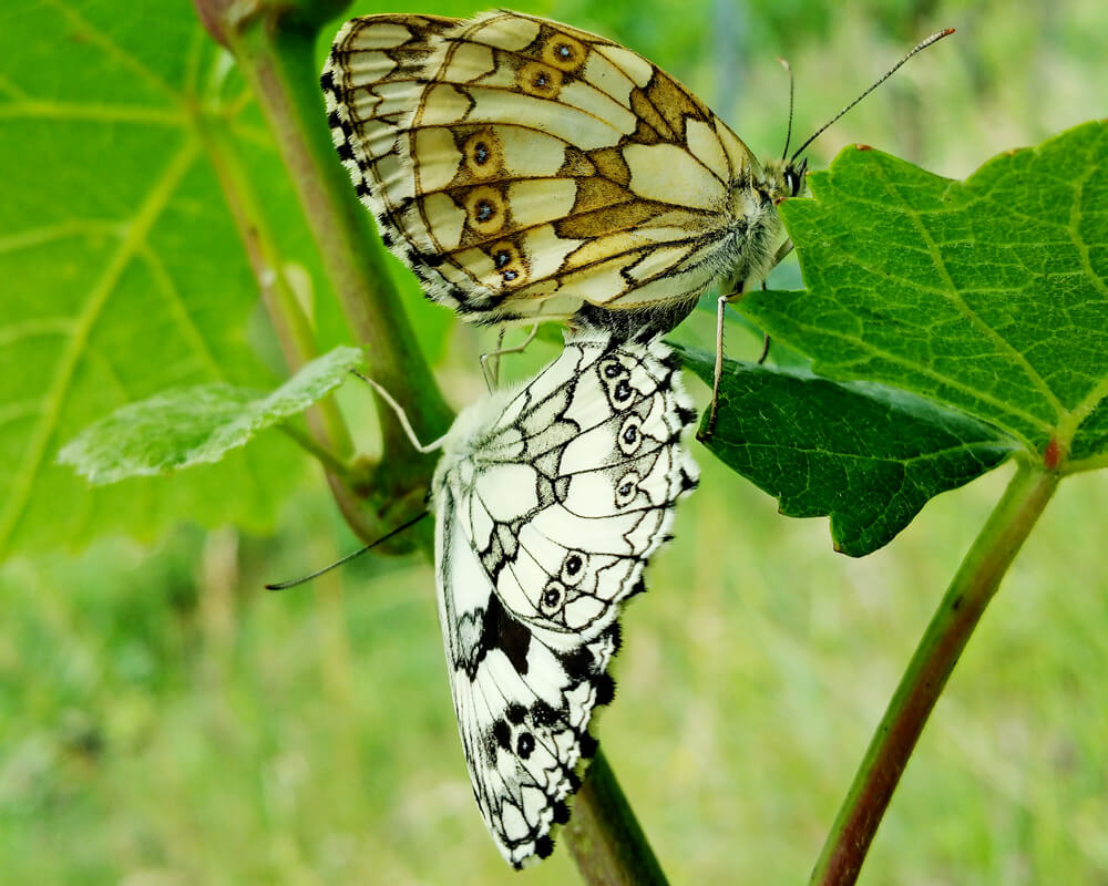 Schmetterlinge im Weingut